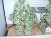 Outdoor Medijuana Harvest 005.jpg