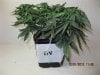 4th Grow 1 - gv.JPG