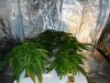 2 week veg sshaze 1st grow 013.jpg