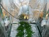 2 week veg sshaze 1st grow 020.jpg