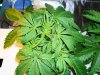 2 week veg sshaze 1st grow 009.jpg