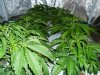 2 week veg sshaze 1st grow 003.jpg