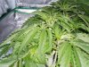 1st grow 2 week veg sshaze 018.jpg