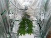 1st grow 2 week veg sshaze 005.jpg