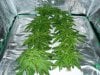 1st grow 2 week veg sshaze 002.jpg