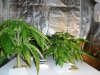 1st grow 2 week veg sshaze 012.jpg