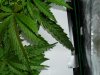 1st grow 2 week veg sshaze 011.jpg