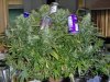 Short Stuff Seeds Russian Rocket Fuel plus cans.jpg