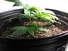 Day 20 Kandy Kush LST Stem View.jpg