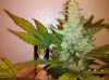 Plant 2 day 60 pic 2.jpg