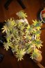 Day 53 of flower 38 of veg 020.jpg