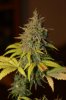 Day 53 of flower 38 of veg 025.jpg