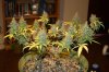 Day 53 of flower 38 of veg 053.jpg