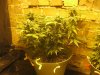 Day 75 - Plant 1.jpg