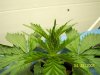 grow#1 004.jpg