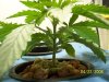 grow#1 006.jpg