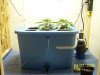 grow#1 009.jpg