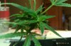 flower clone 014.jpg