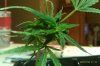 flower clone 013.jpg