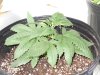 Day 22 Kandy Kush View 2.jpg