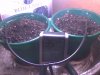 new grow day 6.jpg