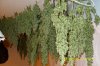 bluecheese harvest(.c.jpg