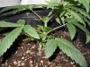 Day 23 Kandy Kush StemView 2.jpg