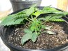 Day 23 Blueberry Gum StemView.jpg