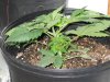 Day 23 Blueberry Gum StemView 2.jpg