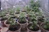 new grow room 002.jpg