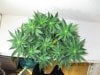 4th Grow2 - GV1.JPG