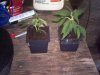 successul clones 007.jpg