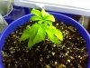 BM2-topped1dayago-day27.jpg