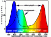 Chlorophyll Absorption.gif