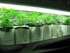 clones two weeks in dirt 001.jpg