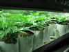 clones two weeks in dirt 002.jpg