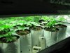 clones two weeks in dirt 007.jpg