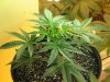 day 10 flowering 002.jpg