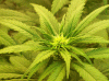 herb2.gif