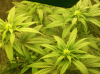 herb4.gif