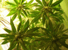 herb5.gif