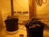 Day 30, 12-12 Day 5 BBG & KK SCROG setup.jpg