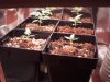 grow box 001.jpg