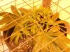 Day 33, Flowering Day 8 Kandy Kush.jpg