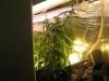 grow1 day45 011.jpg