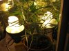 grow1 day45 006.jpg