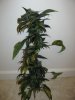 Afghan Widow #3 Before  Trim.jpg