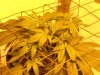 Day 36, Flowering Day 11 Kandy Kush.jpg