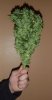 bud3.jpg