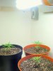 2008_0428Firstgrow0002-3.JPG